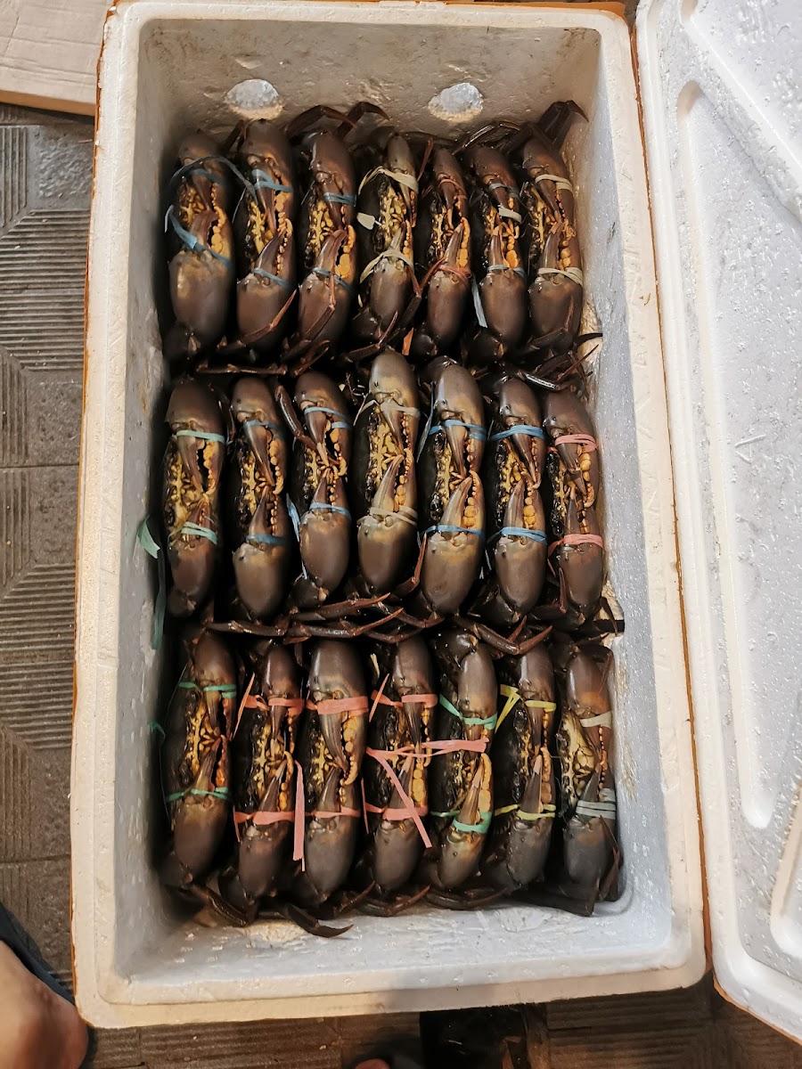 Kepiting Mangas-3